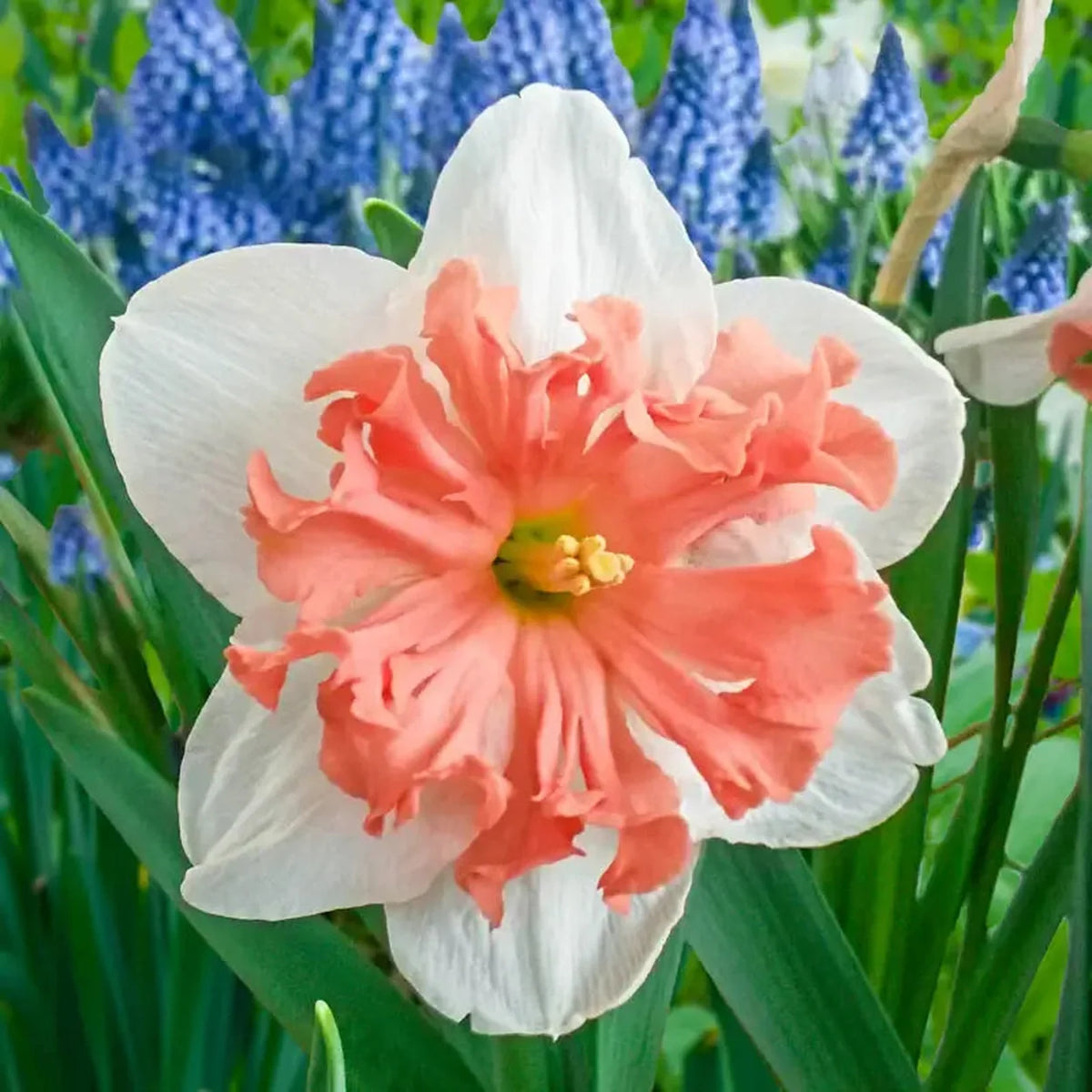 Shrike Daffodil