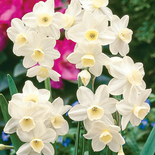Silver Chimes Daffodil Narcissus Bulbs Blooms Species Growing Bonsai Roots Rhizomes Corms Tubers Potted Planting Reblooming Fragrant Garden Flower Seeds Plant