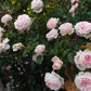 Tallulah Rose Seedlings Flower Seeds Perennial Growing Bonsai Corms Tubers Potted Planting Reblooming Fragrant Garden Roots Rhizomes Species Blooms Plant Bulbs Gardening Tree