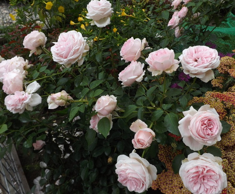 Tallulah Rose Seedlings Flower Seeds Perennial Growing Bonsai Corms Tubers Potted Planting Reblooming Fragrant Garden Roots Rhizomes Species Blooms Plant Bulbs Gardening Tree