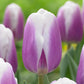 Librije Tulip
