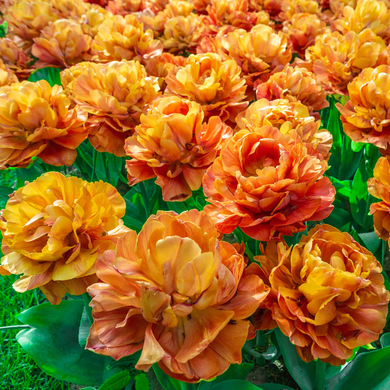 Valdivia Tulip Bulbs Blooms Species Growing Bonsai Roots Rhizomes Corms Tubers Potted Planting Reblooming Fragrant Garden Flower Seeds Plant