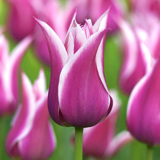 Ballade Tulip Bulbs Blooms Species Growing Bonsai Roots Rhizomes Corms Tubers Potted Planting Reblooming Fragrant Garden Flower Seeds Plant