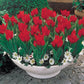 Firespray Tulip