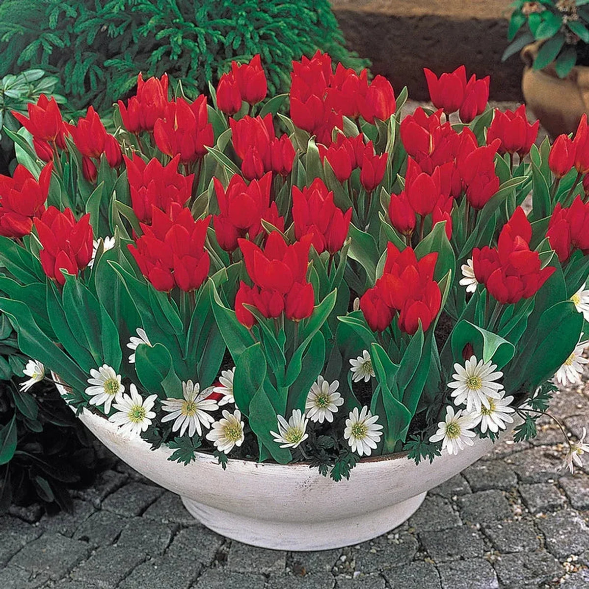 Firespray Tulip