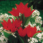 Firespray Tulip