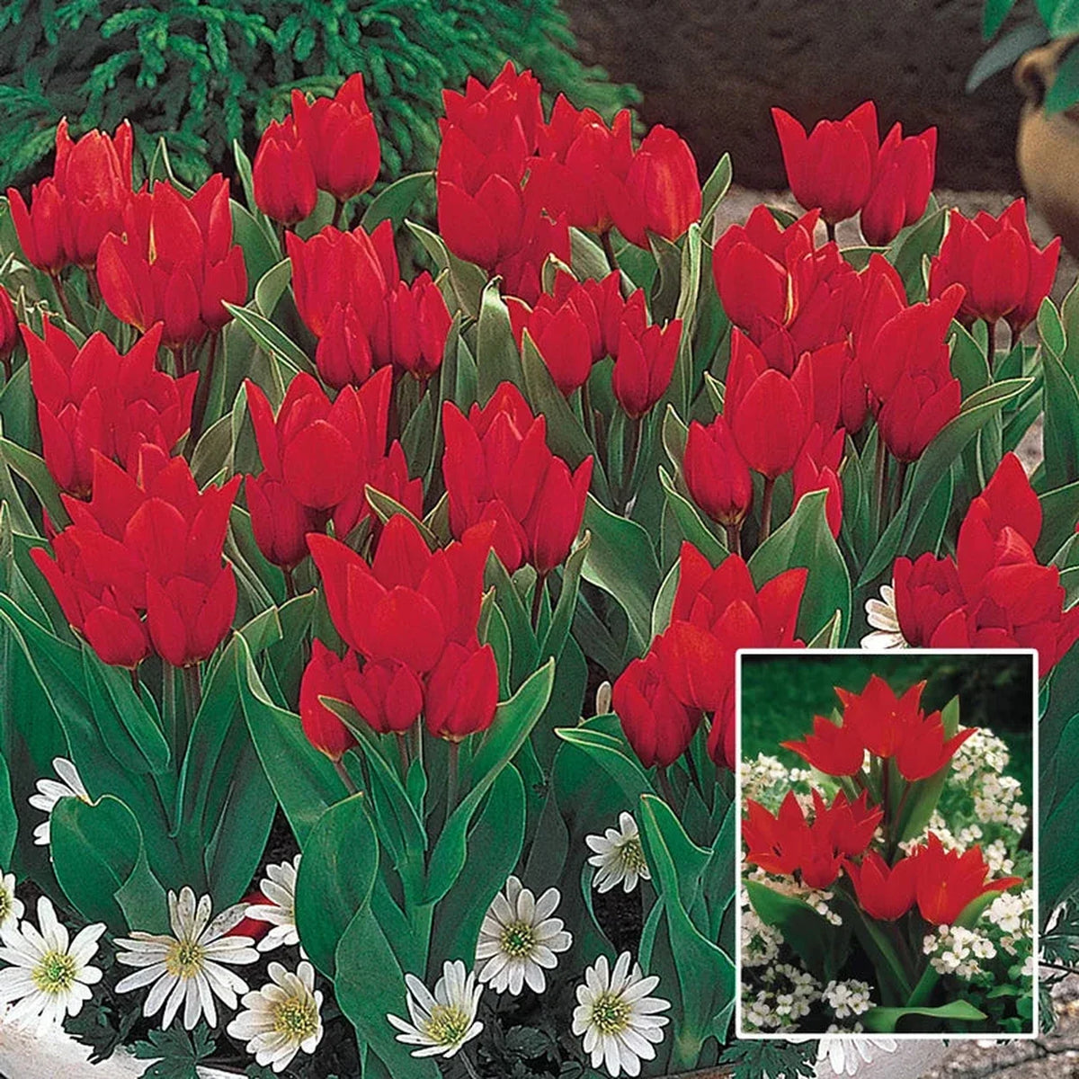 Firespray Tulip