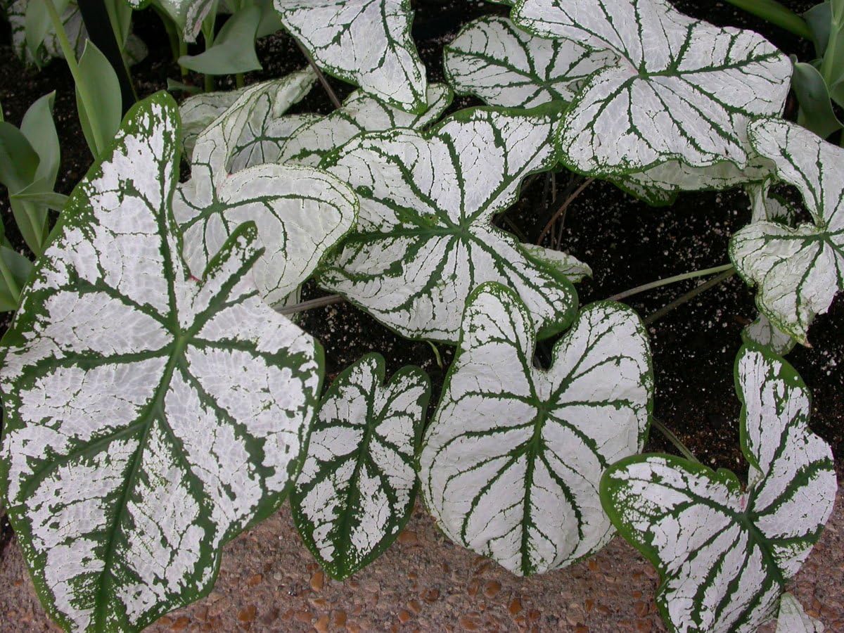 Caladium, Bulb, White Christmas, Pack of  (5), Easy to Grow, Colorful Mix, HOSTA Bulbs Size 4-7cm