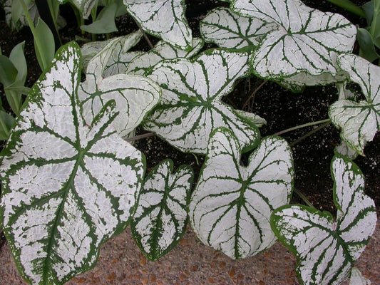 Caladium, Bulb, White Christmas, Pack of  (5), Easy to Grow, Colorful Mix, HOSTA Bulbs Size 4-7cm