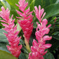 Hawaiian Pink Ginger Plant Root - 1 Pk - 2 Roots pp Discount Hawaiian Gifts