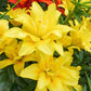Fata Morgana Asiatic Lily