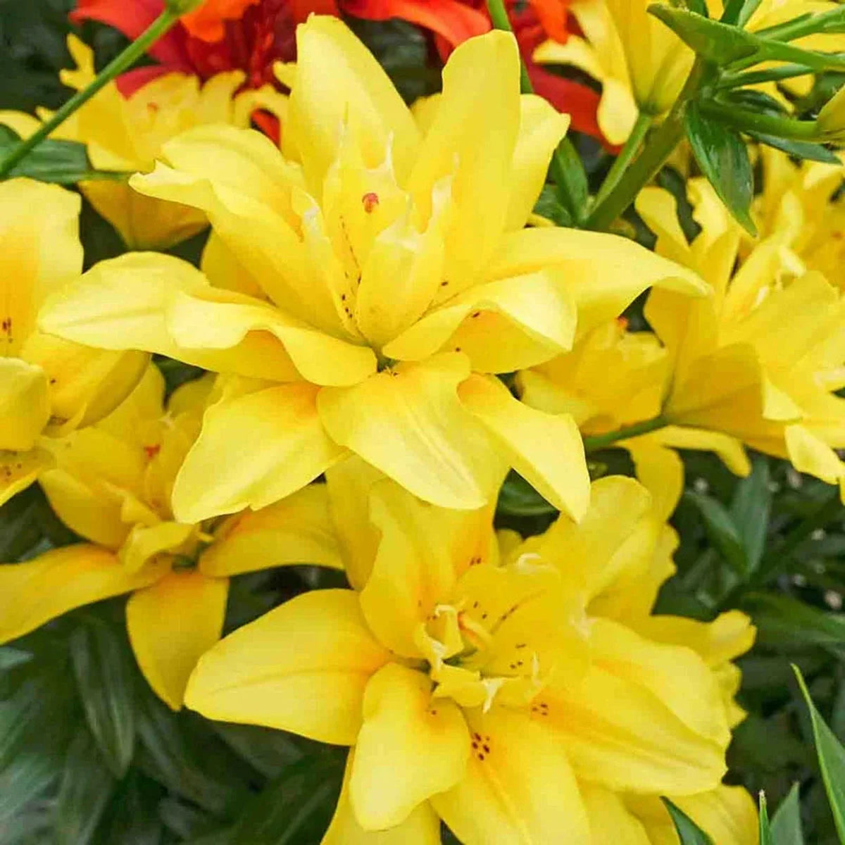 Fata Morgana Asiatic Lily