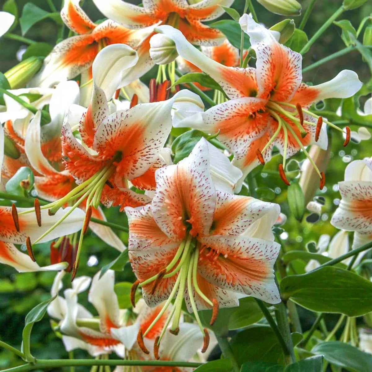Lady Alice Turk's Cap Lily