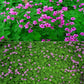 Seedsplant A028 Oxalis Bulbs Wood Sorrel Shamrock Perennial Growing Bonsai Roots Rhizomes Corms Tubers Potted Planting Reblooming Fragrant Garden Species Blooms Flower Seeds Plant Gardening