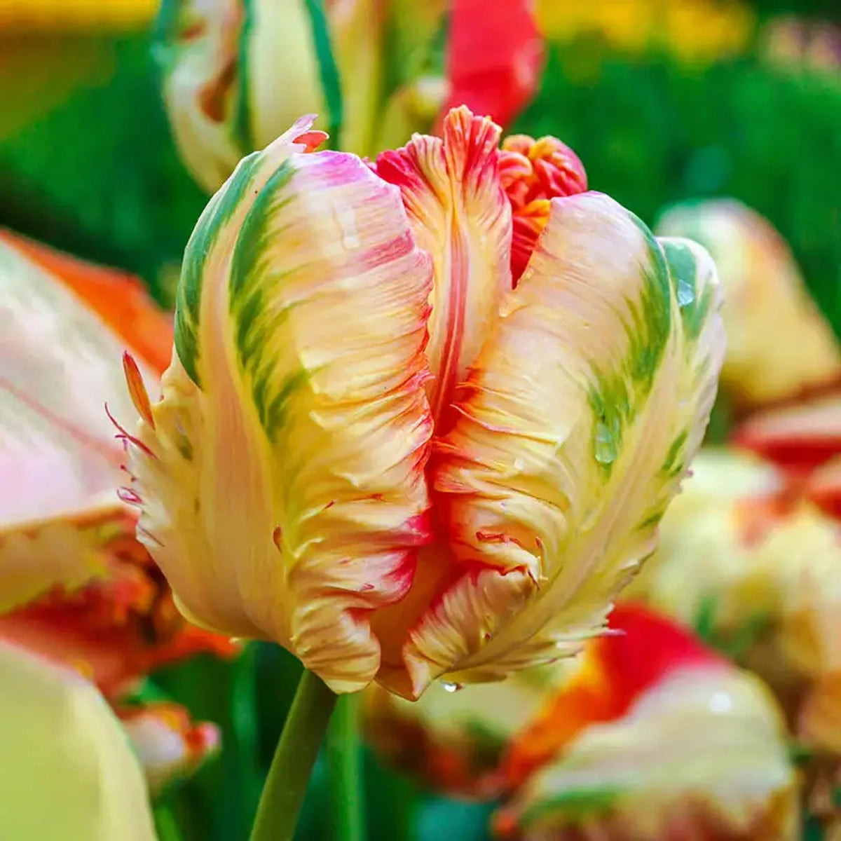 Apricot Parrot Tulip