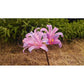 Sprengeri Lycoris Spider Lilies Bulbs Radiata Hurricane Lily Cluster Amayllis Growing Bonsai Roots Rhizomes Corms Tubers Potted Planting Reblooming Fragrant Garden Species Blooms Flower Seeds Plant Gardening