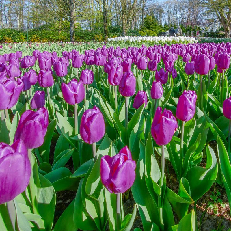 Purple Prince Tulip Bulbs Blooms Species Growing Bonsai Roots Rhizomes Corms Tubers Potted Planting Reblooming Fragrant Garden Flower Seeds Plant