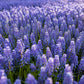 50 Grape Hyacinth - Muscari Armeniacum - Large Bulbs  Spring Bloom