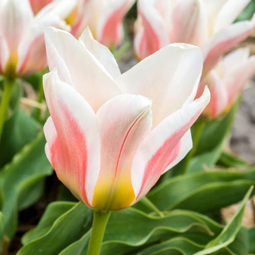 Serrano Tulip Bulbs Blooms Species Growing Bonsai Roots Rhizomes Corms Tubers Potted Planting Reblooming Fragrant Garden Flower Seeds Plant