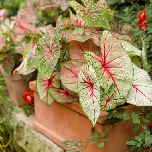 CHUXAY GARDEN Mix Caladium Bicolor-Heart of Jesus 100 Seeds Houseplant Ornamental Large Heart-Shaped Leaves Showy Accent Plant Grows in Garden and pots Low-Maintenance