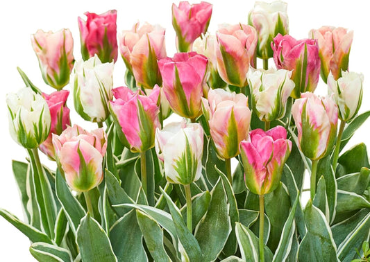 Tulip  Plant Bulbs (30 Pack) - Mixed Pink & White Viridiflora Type Flowering Blooms in Spring Gardens