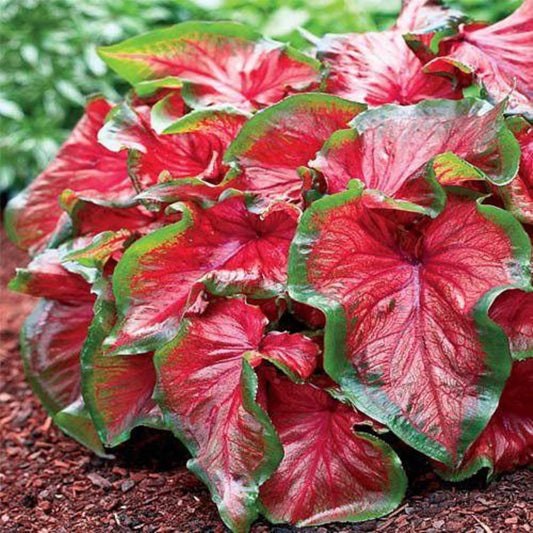 CHUXAY GARDEN Mix Caladium Bicolor-Heart of Jesus 100 Seeds Houseplant Ornamental Large Heart-Shaped Leaves Showy Accent Plant Grows in Garden and pots Low-Maintenance