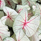 White Queen Caladium Bulb - Fancy Leaf Caladium - 1 Caladium Root