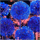 Blue Allium Bulbs for Planting - Allium "Azureum" Caeruleum (5 Bulbs)