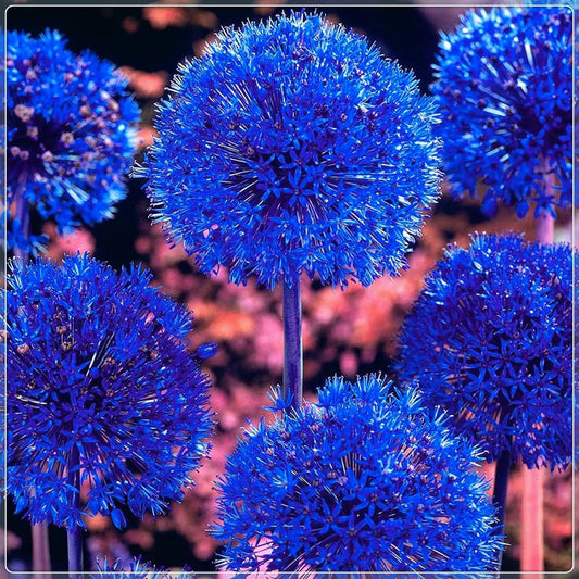Blue Allium Bulbs for Planting - Allium "Azureum" Caeruleum (5 Bulbs)