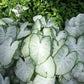 3 Florida Moonlight Caladium Bulbs - Fancy Leaf Caladium - 3 Caladium Roots