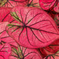 Tequila Sunrise Caladium Bulbs for Planting - Perennial Hosta, Elephant Ears, Fancy (5 Bulbs)