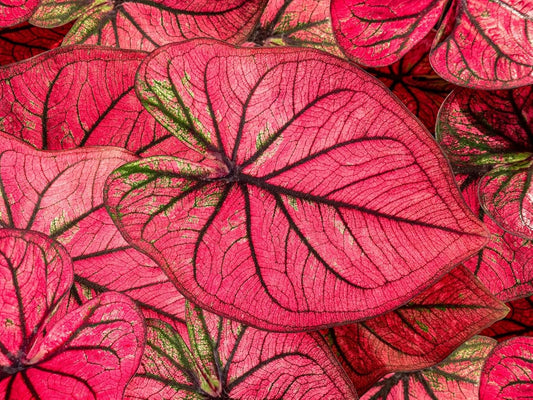 Tequila Sunrise Caladium Bulbs for Planting - Perennial Hosta, Elephant Ears, Fancy (5 Bulbs)