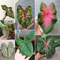 CHUXAY GARDEN Mix Caladium Bicolor-Heart of Jesus 100 Seeds Houseplant Ornamental Large Heart-Shaped Leaves Showy Accent Plant Grows in Garden and pots Low-Maintenance
