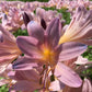 Bareroot Pink Spider Lily Lycoris Radiata Bulbs Hurricane Cluster Amayllis Growing Bonsai Roots Rhizomes Corms Tubers Potted Planting Reblooming Fragrant Garden Species Blooms Flower Seeds Plant Gardening