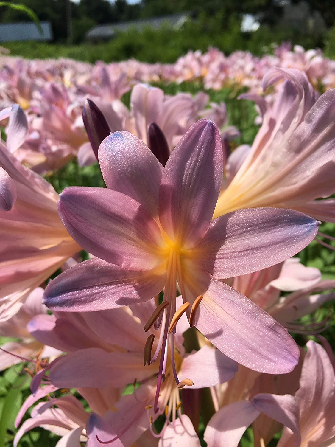 Bareroot Pink Spider Lily Lycoris Radiata Bulbs Hurricane Cluster Amayllis Growing Bonsai Roots Rhizomes Corms Tubers Potted Planting Reblooming Fragrant Garden Species Blooms Flower Seeds Plant Gardening