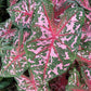 Carolyn Whorton Caladium Bulb - Fancy Leaf Caladium - 1 Caladium Root