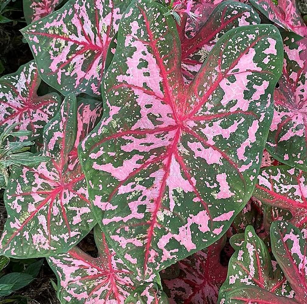 Carolyn Whorton Caladium Bulb - Fancy Leaf Caladium - 1 Caladium Root