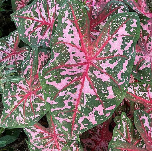 Carolyn Whorton Caladium Bulb - Fancy Leaf Caladium - 1 Caladium Root