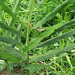 Live 10 Rhizomes of Edible Ginger Roots Zingiber Zingiber Officinale for Growing Over 1/2 LB.