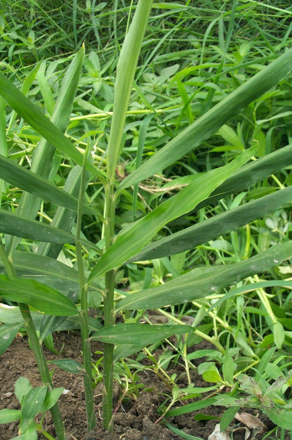 Live 10 Rhizomes of Edible Ginger Roots Zingiber Zingiber Officinale for Growing Over 1/2 LB.