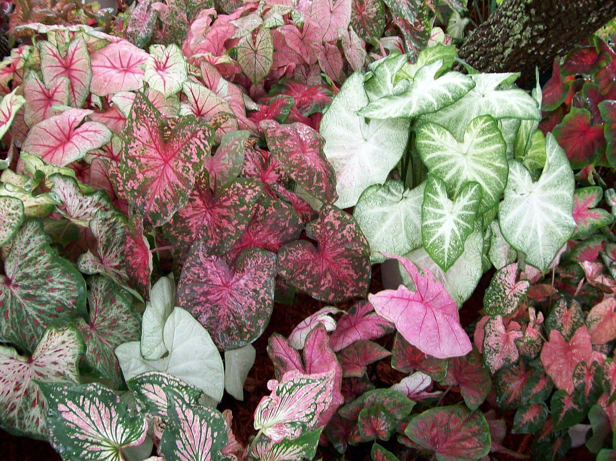 Fancy Leaf Caladium Mix - 5 Bulbs