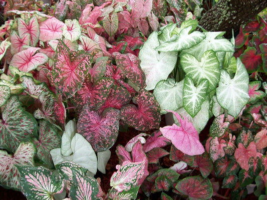 Fancy Leaf Caladium Mix - 5 Bulbs