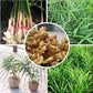 White Brown Ginger Tuber 1/2LB Perennial Herb Plant Great Seasoned Cooking Vegetables Robust Flavor