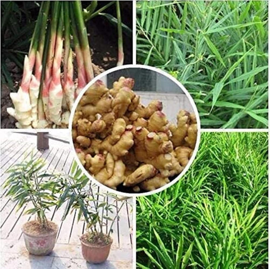 White Brown Ginger Tuber 1/2LB Perennial Herb Plant Great Seasoned Cooking Vegetables Robust Flavor