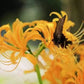 Yellow Lycoris Spider Lilies Bulbs Radiata Hurricane Lily Cluster Amayllis Growing Bonsai Roots Rhizomes Corms Tubers Potted Planting Reblooming Fragrant Garden Species Blooms Flower Seeds Plant Gardening