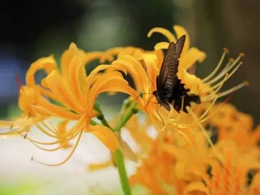 Yellow Lycoris Spider Lilies Bulbs Radiata Hurricane Lily Cluster Amayllis Growing Bonsai Roots Rhizomes Corms Tubers Potted Planting Reblooming Fragrant Garden Species Blooms Flower Seeds Plant Gardening