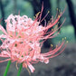 Beautiful Pink Lycoris Spider Lilies Bulbs Radiata Hurricane Lily Cluster Amayllis Growing Bonsai Roots Rhizomes Corms Tubers Potted Planting Reblooming Fragrant Garden Species Blooms Flower Seeds Plant Gardening