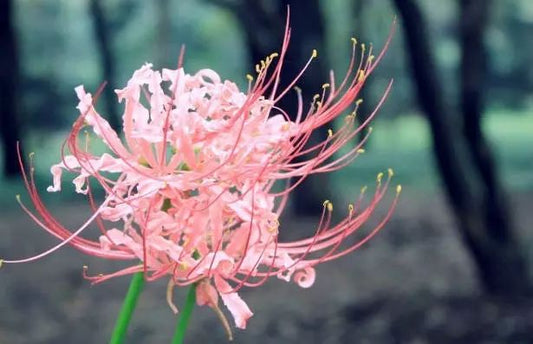 Beautiful Pink Lycoris Spider Lilies Bulbs Radiata Hurricane Lily Cluster Amayllis Growing Bonsai Roots Rhizomes Corms Tubers Potted Planting Reblooming Fragrant Garden Species Blooms Flower Seeds Plant Gardening