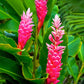 Hawaiian Pink Ginger Plant Root - 1 Pk - 2 Roots pp Discount Hawaiian Gifts