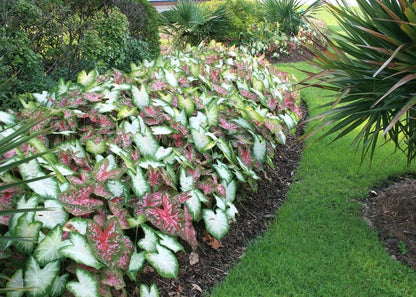 Caladium Bulbs for Planting - Fancy Leaf Mixed Caladium Large Bulbs for Planting Bulk Spring Bulbs to Plant in Spring Bulbs for Planting Outdoors - Elephant Ears Bulbs Size 4-7cm